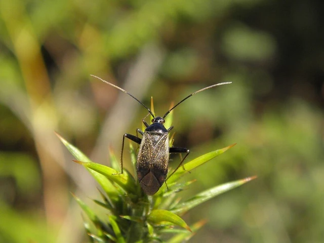 Adelphocoris seticornis - szegélyes mezeipoloska
