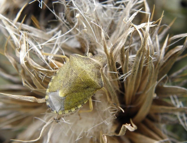 Peribalus strictus - tavaszi címerespoloska Peribalus strictus - tavaszi címerespoloska