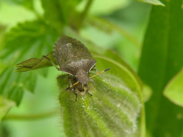 Peribalus strictus - tavaszi címerespoloska Peribalus strictus - tavaszi címerespoloska