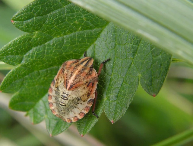 Graphosoma italicum - csíkos pajzsospoloska Graphosoma italicum - csíkos pajzsospoloska