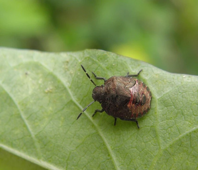 Peribalus strictus - tavaszi címerespoloska Peribalus strictus - tavaszi címerespoloska