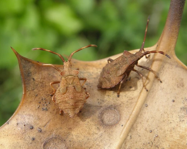 Coreus marginatus - közönséges karimáspoloska