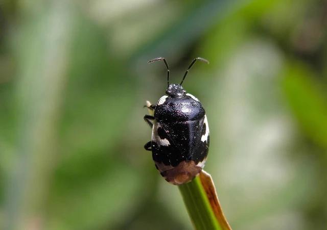 Tritomegas bicolor - foltos földipoloska