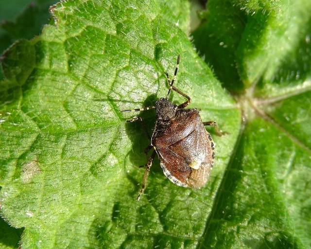 Dolycoris baccarum - közönséges bogyómászó-poloska Dolycoris baccarum - közönséges bogyómászó-poloska