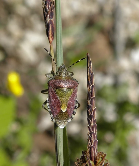 Dolycoris baccarum - közönséges bogyómászó-poloska Dolycoris baccarum - közönséges bogyómászó-poloska
