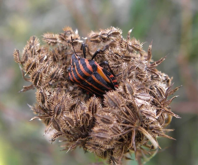 Graphosoma italicum - csíkos pajzsospoloska Graphosoma italicum - csíkos pajzsospoloska