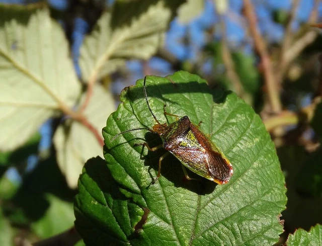 Acanthosoma haemorrhoidale - nagy dajkapoloska Acanthosoma haemorrhoidale - nagy dajkapoloska