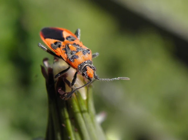 Corizus hyoscyami - piros karimáspoloska