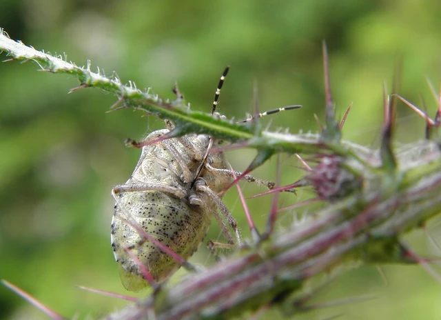 Dolycoris baccarum - közönséges bogyómászó-poloska Dolycoris baccarum - közönséges bogyómászó-poloska