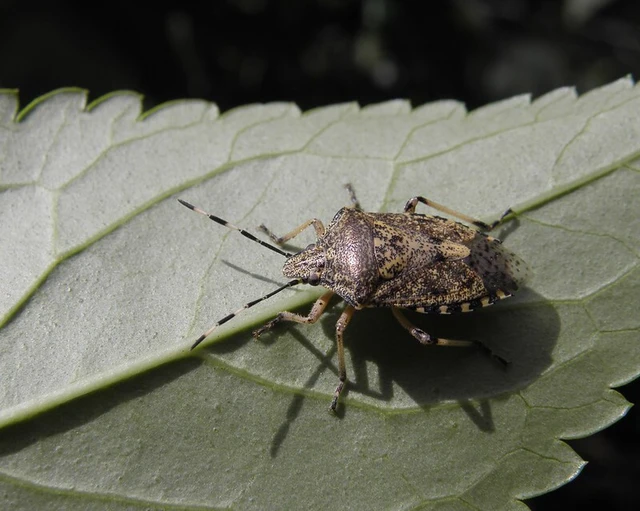 Rhaphigaster nebulosa - bencepoloska Rhaphigaster nebulosa - bencepoloska