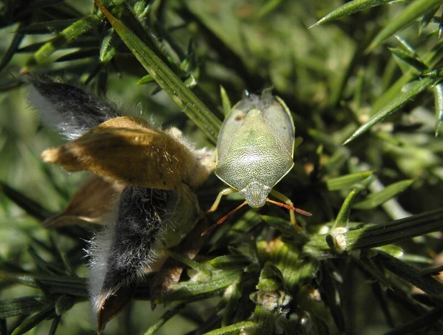 Piezodorus lituratus - bíboros címerespoloska Piezodorus lituratus - bíboros címerespoloska