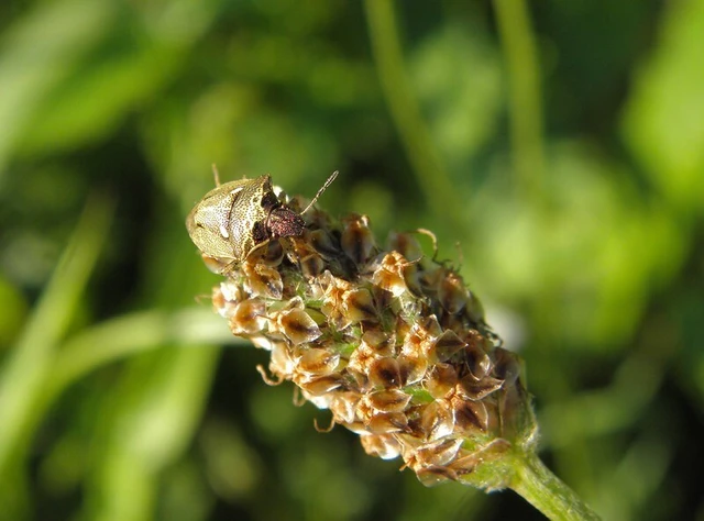 Eysarcoris aeneus - fémes feketefejű-poloska Eysarcoris aeneus - fémes feketefejű-poloska