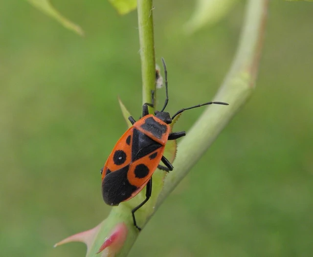 Pyrrhocoris apterus - verőköltő poloska