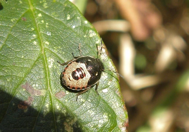 Holcostethus sphacelatus - holdas címerespoloska Holcostethus sphacelatus - holdas címerespoloska
