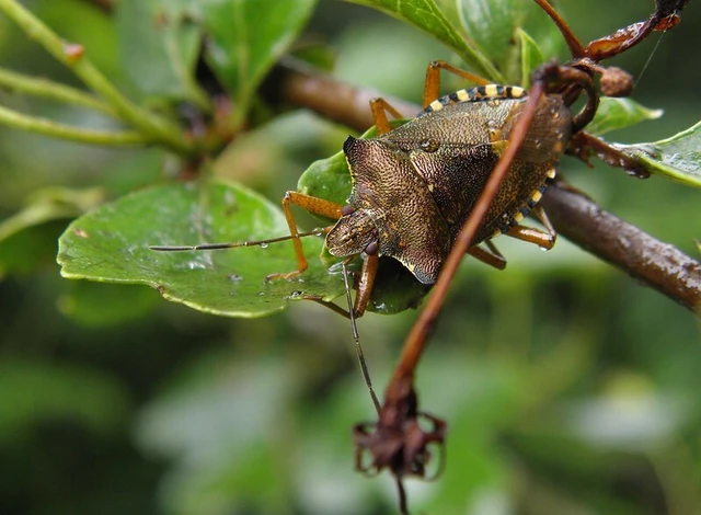 Pentatoma rufipes - vöröslábú címerespoloska Pentatoma rufipes - vöröslábú címerespoloska