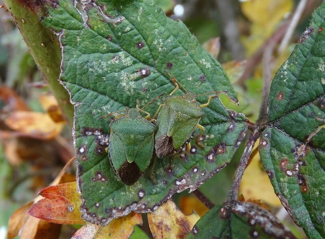 Palomena prasina - zöld bogyómászó-poloska Palomena prasina - zöld bogyómászó-poloska