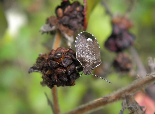 Holcostethus sphacelatus - holdas címerespoloska Holcostethus sphacelatus - holdas címerespoloska