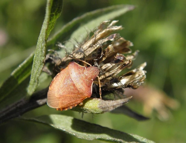 Peribalus strictus - tavaszi címerespoloska Peribalus strictus - tavaszi címerespoloska