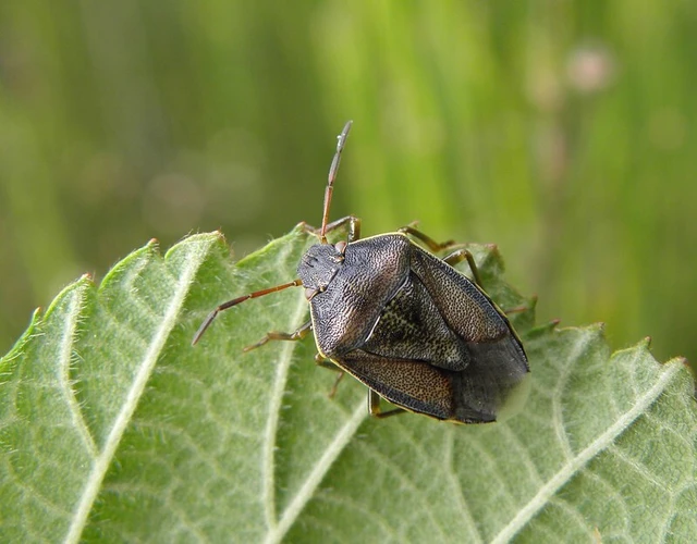 Piezodorus lituratus - bíboros címerespoloska Piezodorus lituratus - bíboros címerespoloska