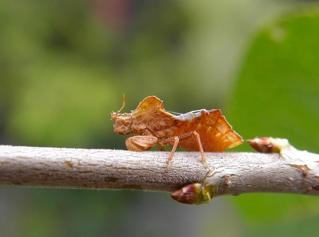 Phymata crassipes - fogólábú poloska
