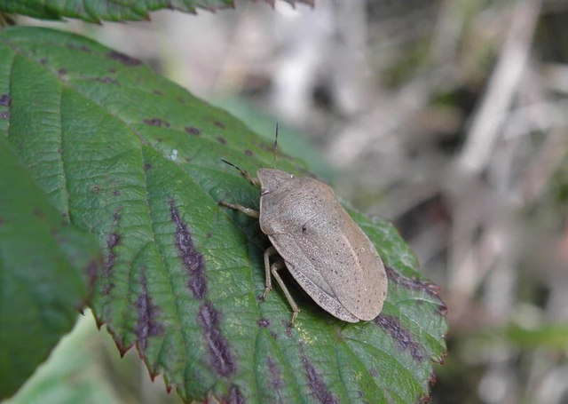 Eurygaster austriaca - osztrákpoloska Eurygaster austriaca - osztrákpoloska