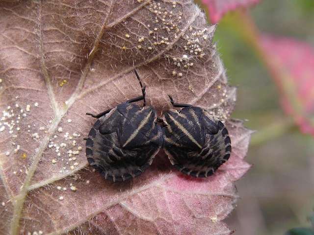 Graphosoma italicum - csíkos pajzsospoloska Graphosoma italicum - csíkos pajzsospoloska