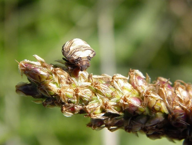 Vilpianus galii Vilpianus galii