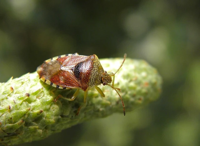 Elasmucha grisea - nyír-dajkapoloska Elasmucha grisea - nyír-dajkapoloska