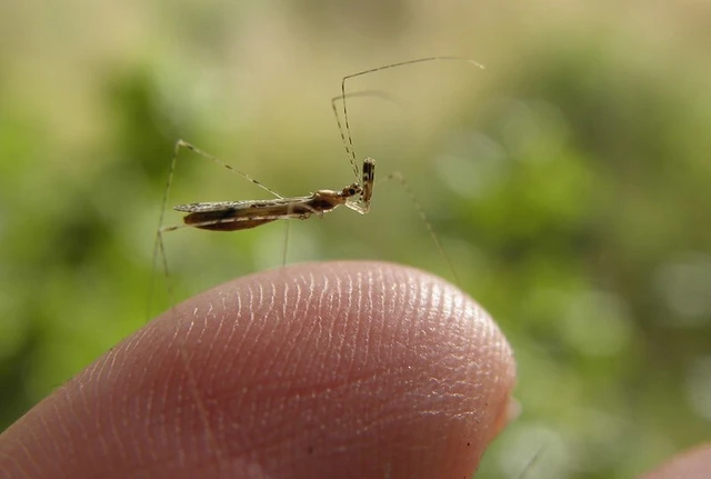 Empicoris vagabundus