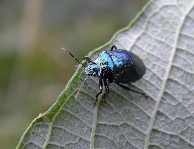 Zicrona caerulea - acélkék poloska Zicrona caerulea - acélkék poloska