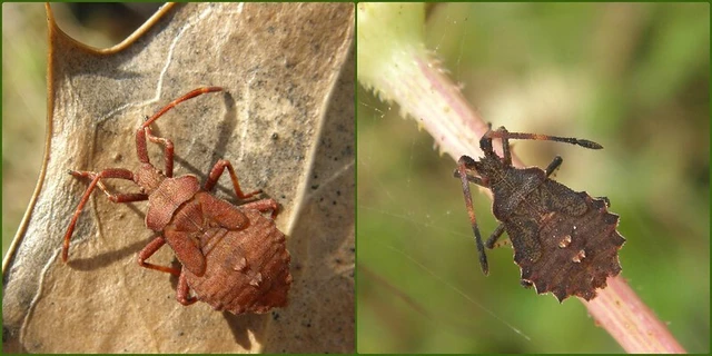 Coreus marginatus - közönséges karimáspoloska