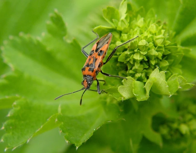 Corizus hyoscyami - piros karimáspoloska