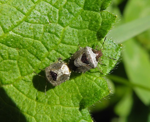 Stagonomus venustissimus - foltos feketefejű-poloska Stagonomus venustissimus - foltos feketefejű-poloska