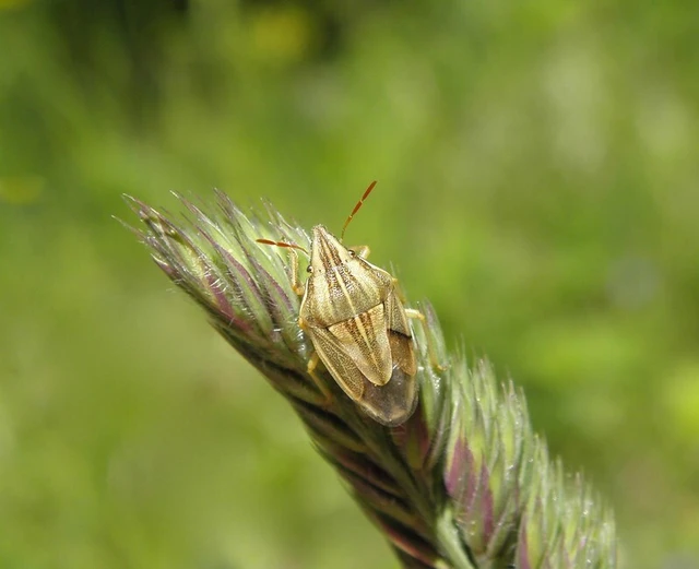 Aelia acuminata - közönséges szipolypoloska Aelia acuminata - közönséges szipolypoloska