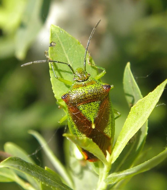 Acanthosoma haemorrhoidale - nagy dajkapoloska Acanthosoma haemorrhoidale - nagy dajkapoloska