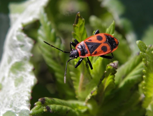 Pyrrhocoris apterus - verőköltő poloska