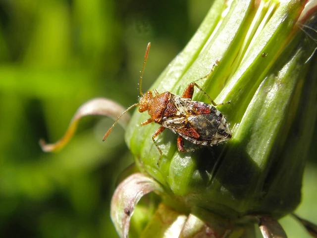 Rhopalus subrufus - vörös üvegszárnyú-poloska
