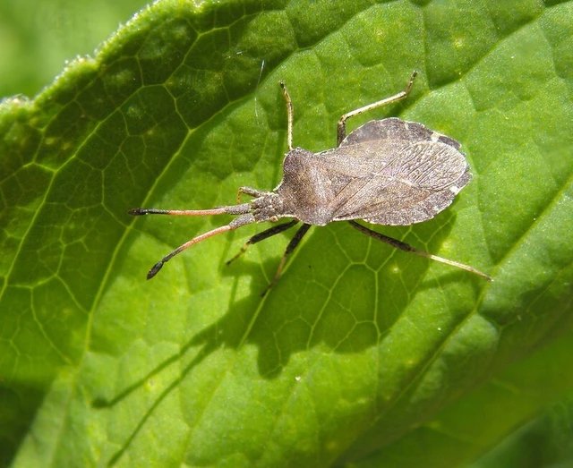 Enoplops scapha - feketés karimáspoloska