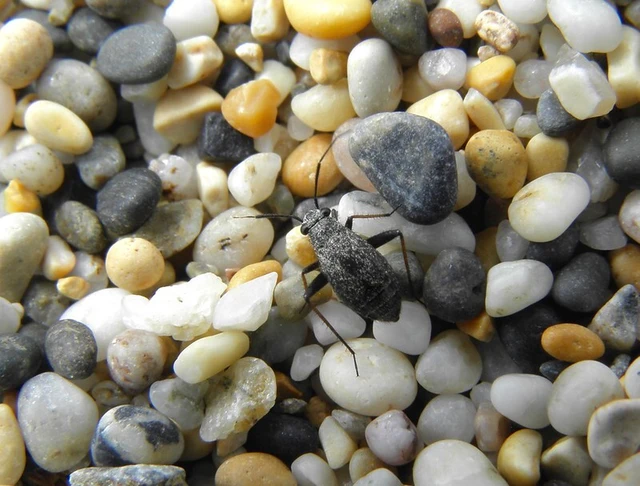 Orthocephalus saltator - szőrös ugrópoloska