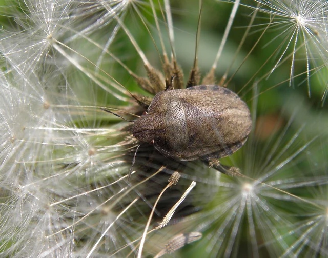 Eurygaster maura - mórpoloska Eurygaster maura - mórpoloska