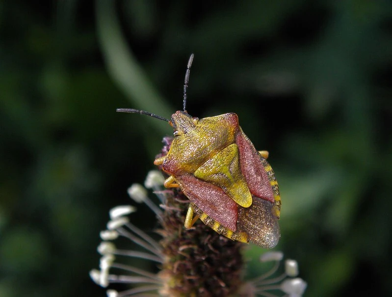 Carpocoris purpureipennis - piros gyümölcspoloska