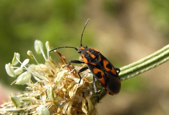 Spilostethus saxatilis - virágbodobács