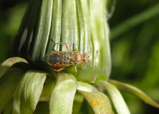 Liorhyssus hyalinus