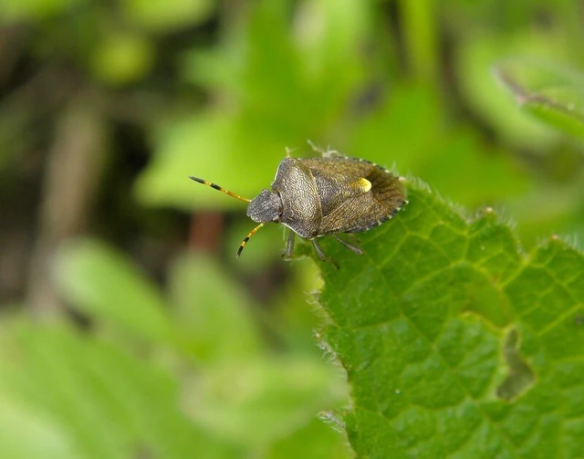 Peribalus strictus - tavaszi címerespoloska Peribalus strictus - tavaszi címerespoloska