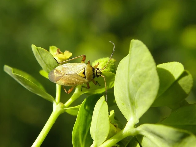 Brachycoleus pilicornis - kutyatej mezeipoloska