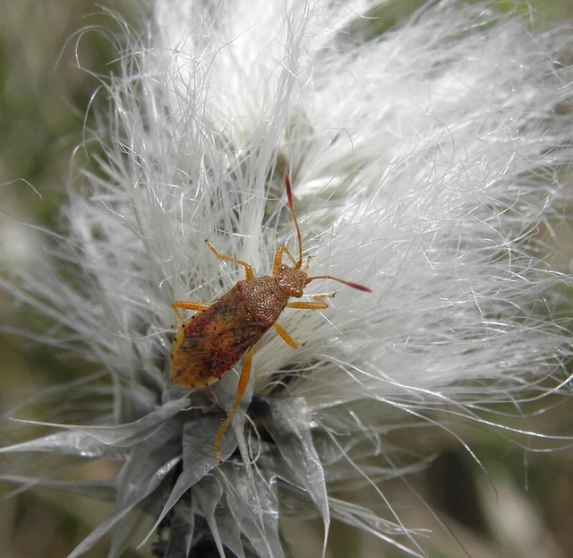 Rhopalus maculatus