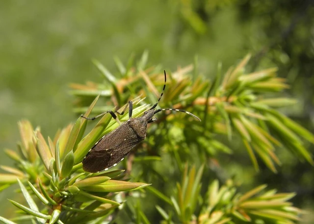 Dicranocephalus agilis - gyűrűscsápú karimáspoloska