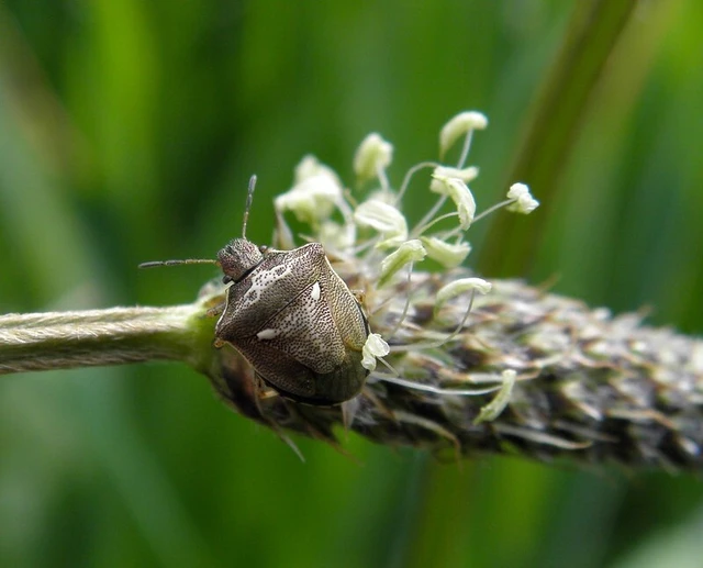 Eysarcoris aeneus - fémes feketefejű-poloska Eysarcoris aeneus - fémes feketefejű-poloska