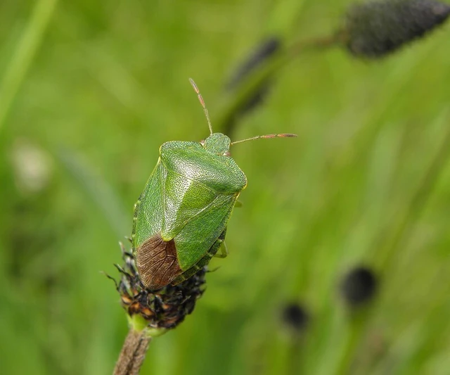 Palomena prasina - zöld bogyómászó-poloska Palomena prasina - zöld bogyómászó-poloska