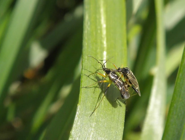 Harpocera thoracica - sarlóscsápú mezeipoloska